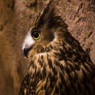 Tawny Fish Owl